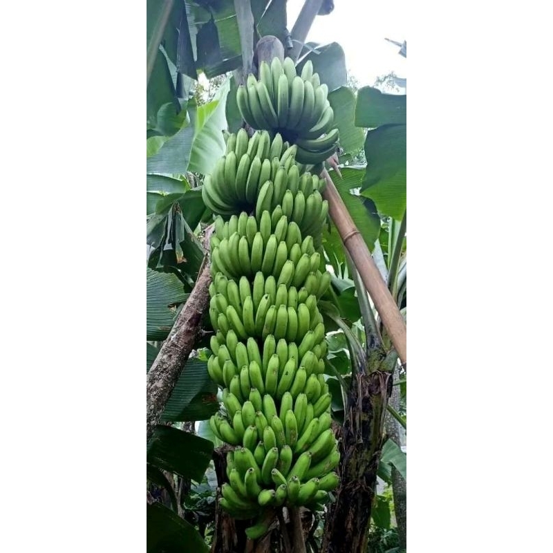 

pisang raja buah besarr Bisa COD