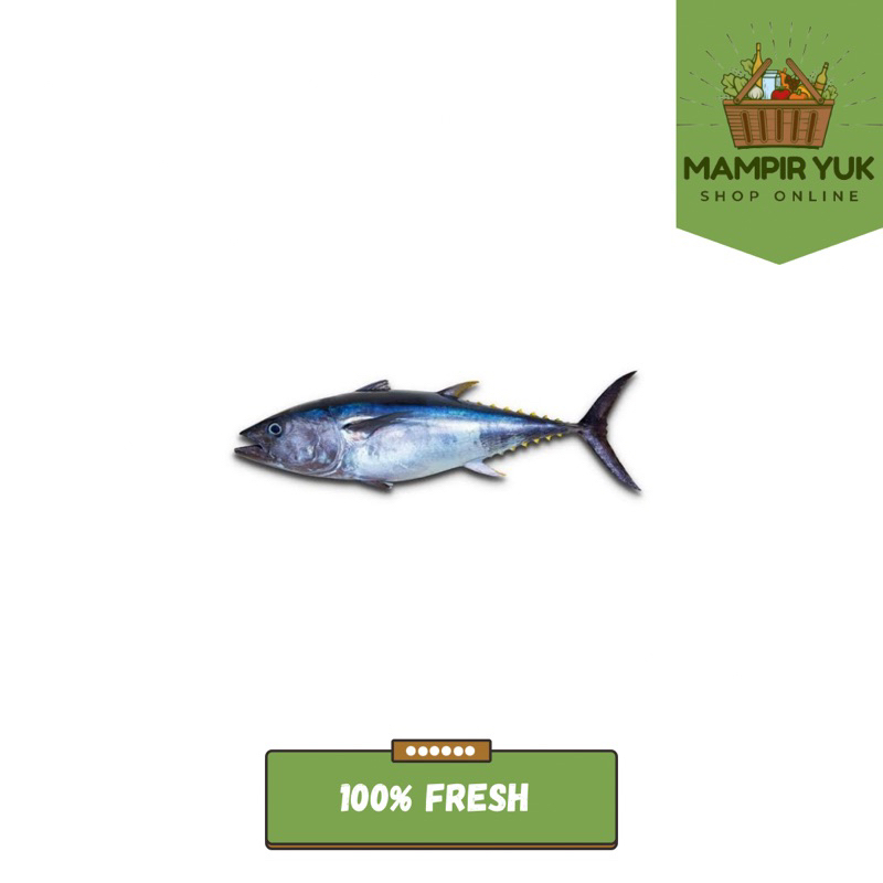 

Ikan tuna lokal 500gr-1kg | mampiryuk