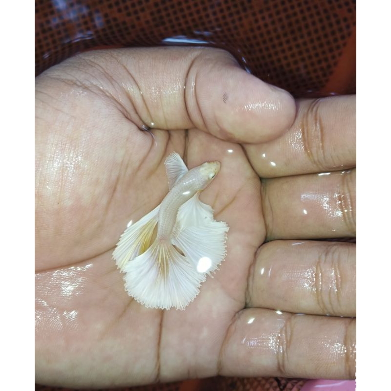 hmde soft gold grade