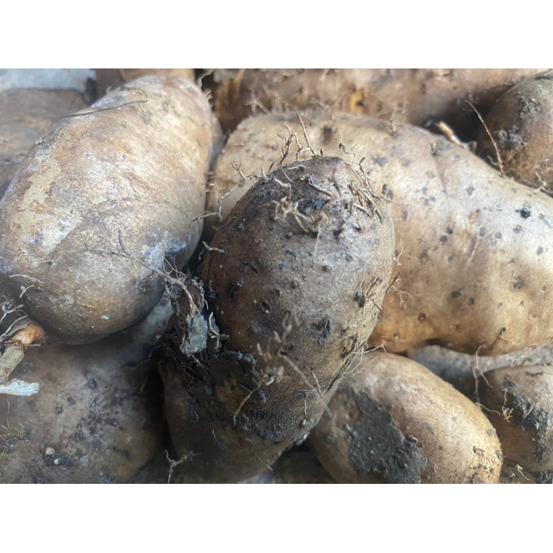 

ubi gembili pulen berpasir 1kg murah segar