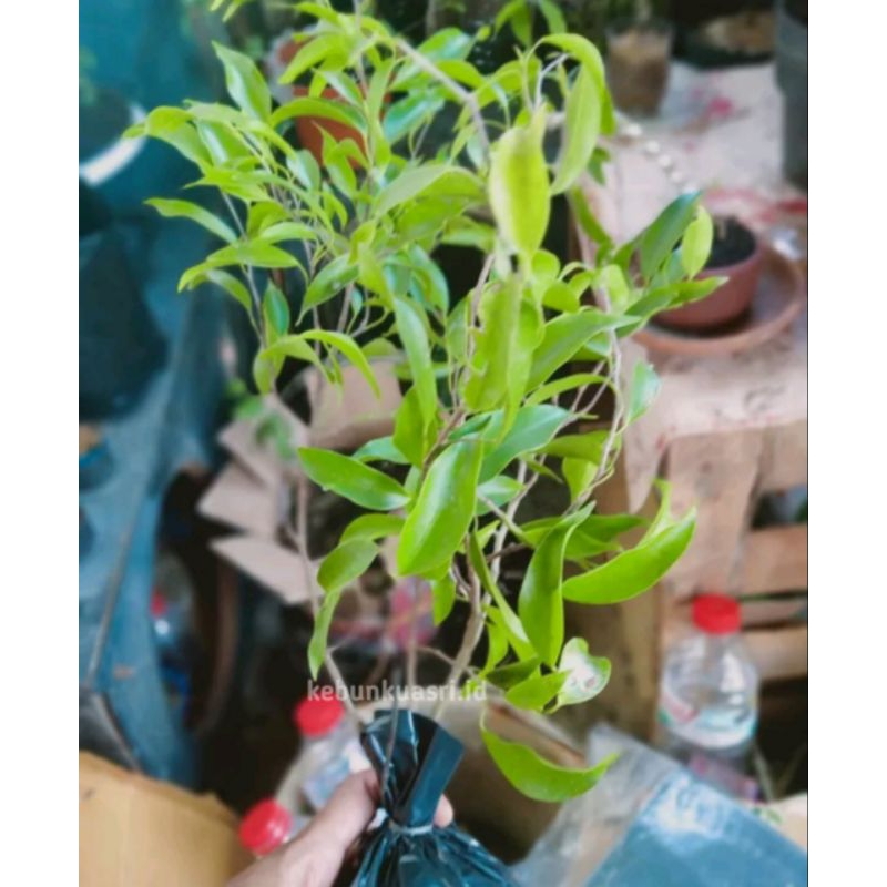 Bibit Beringin arjuna murah (bahan bonsai) beli 5 bonus 1