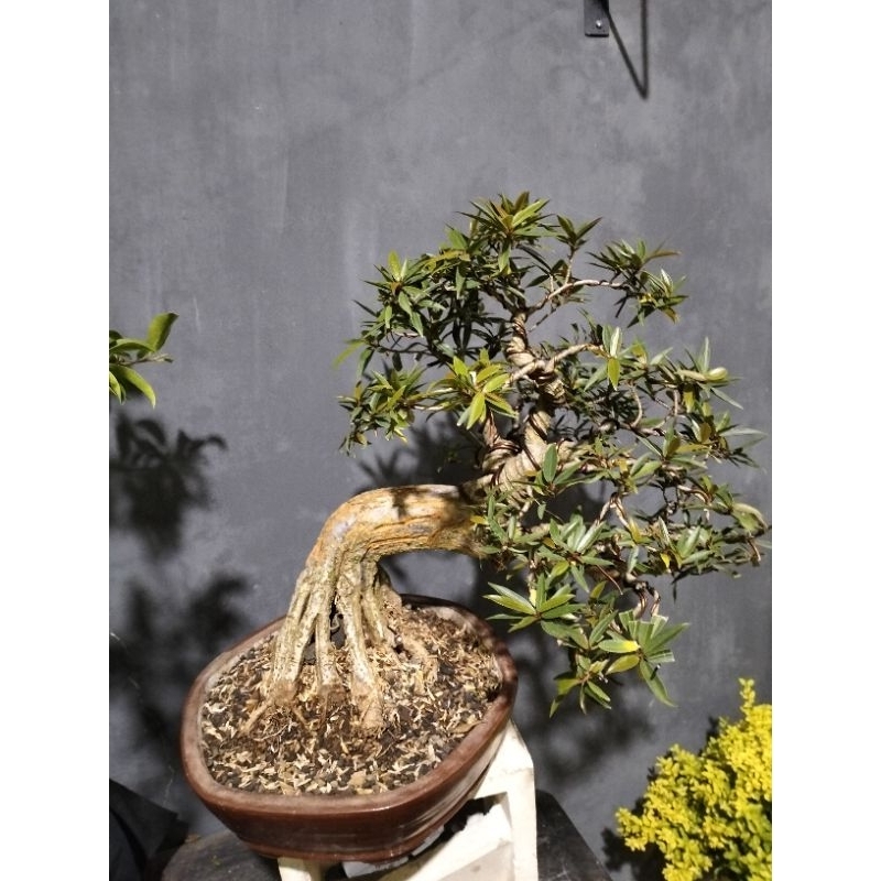 bonsai ficus california atau beringin afrika