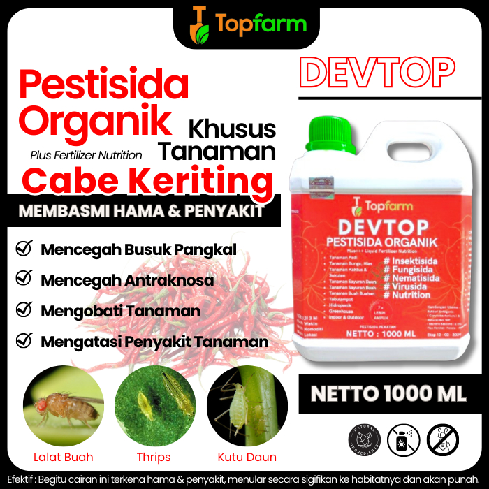 Obat Semprot Daun Cabe Keriting / Obat Untuk Daun Cabe Yg Keriting / Obat Tanaman Cabe Keriting Daun