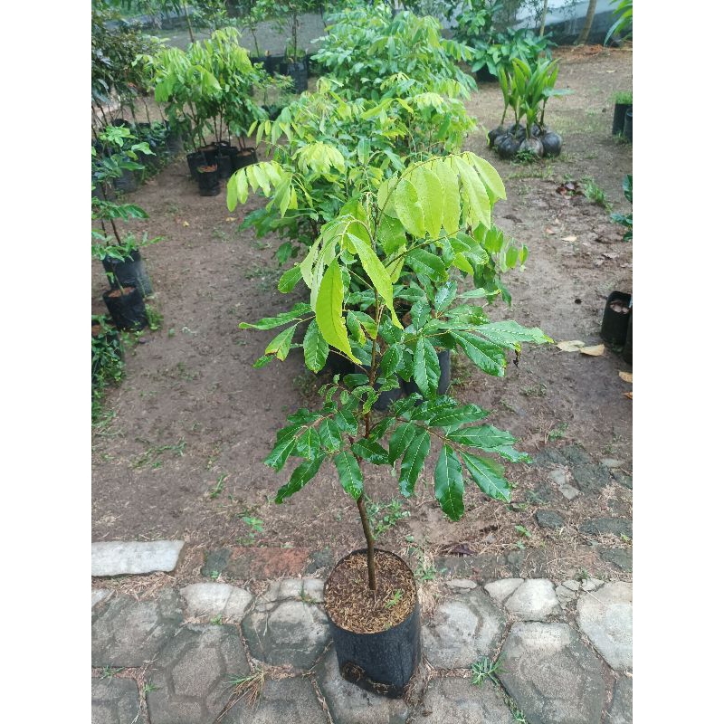 Bibit kelengkeng new kristal || kelengkeng kateki