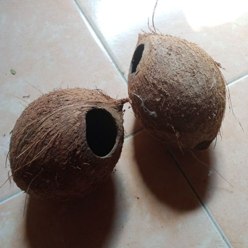 BATOK KELAPA BEKAS BAJING TEMPURUNG CUMPLUNG KERAJINAN