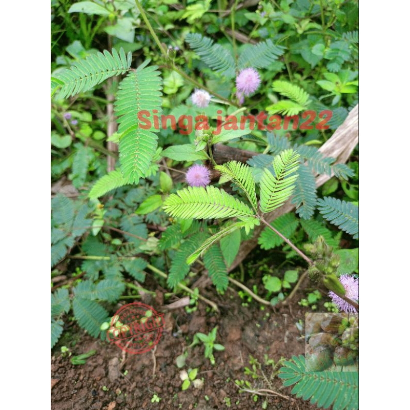 

Daun putri malu herb 100 gram baru petik