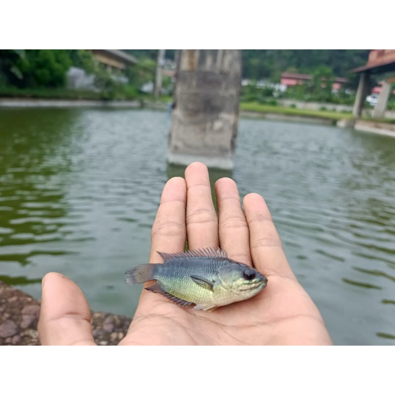 

ikan betok