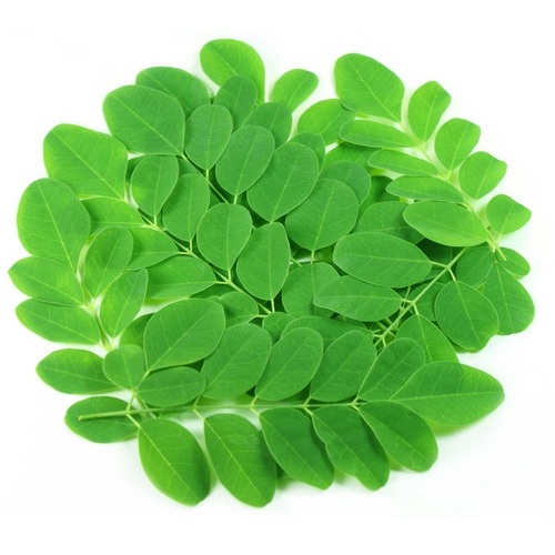 

DAUN KELOR SEGAR Anti KANKER DAN STRES DFRT