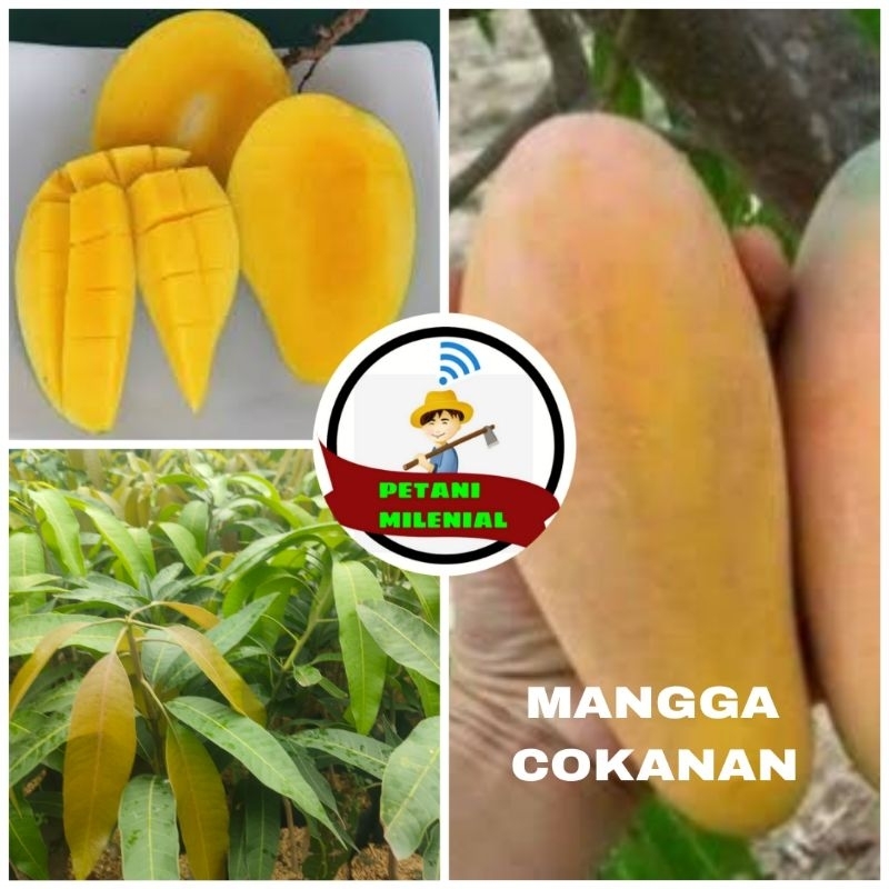 

BIBIT MANGGA CHOKANAN