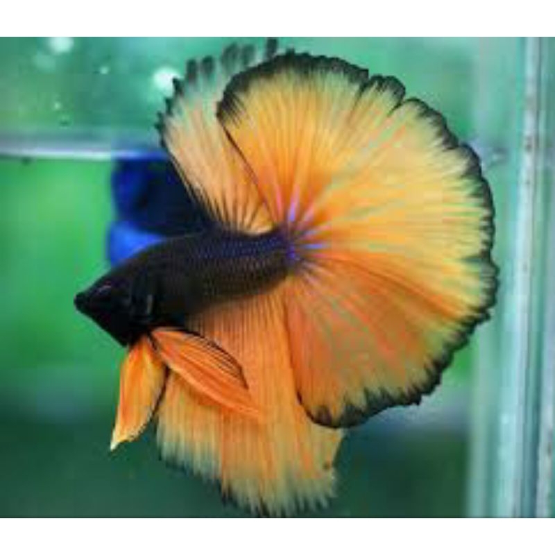 ikan cupang halfmoon sz m+ l isi 30 bergaransi