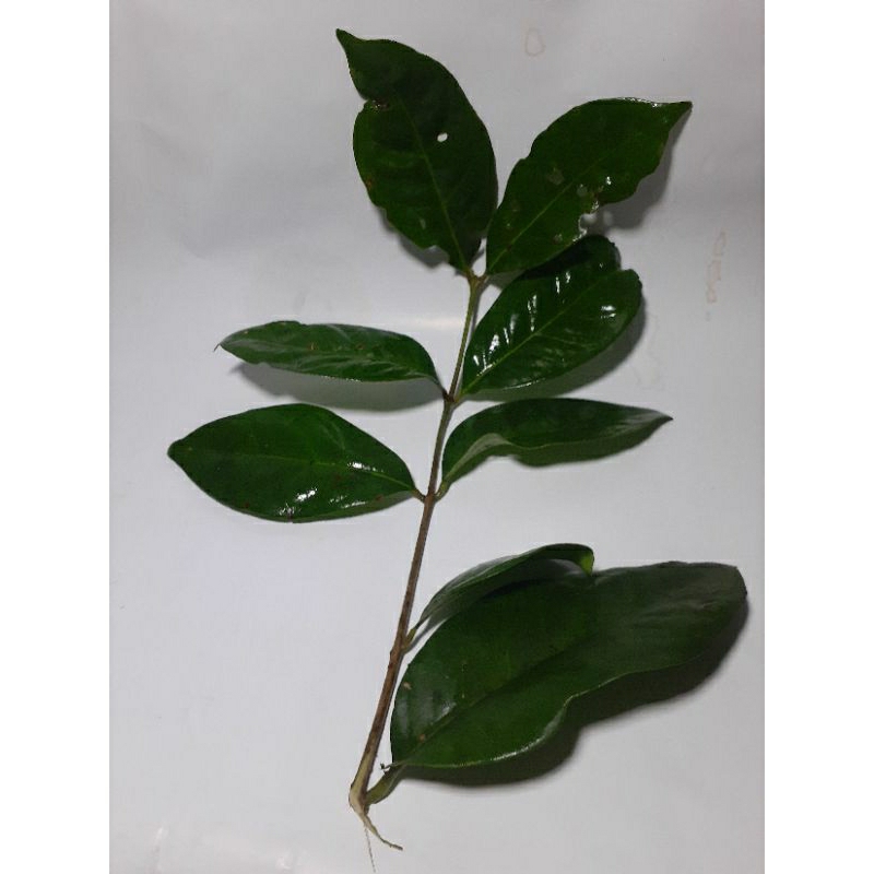 

daun salam 10 lembar