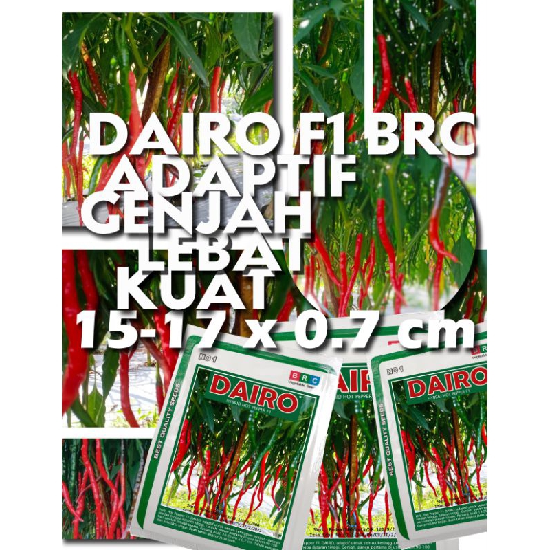 

cabe keriting DAIRO BRC