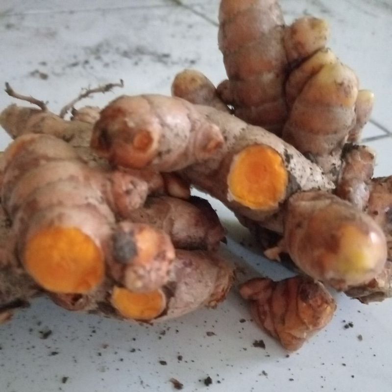 

kunyit segar 1 Kg