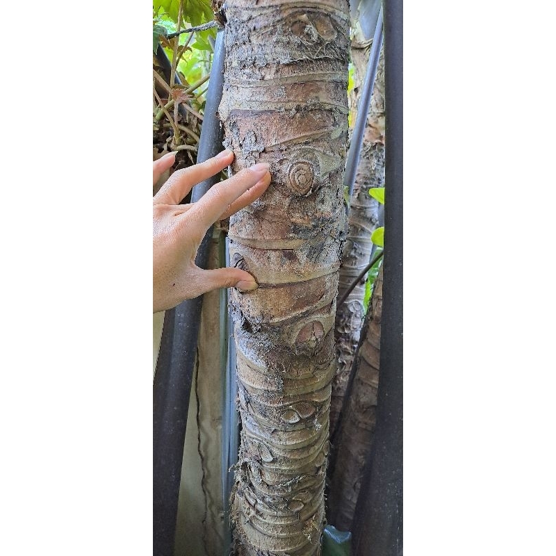 Bonggol sente wulung /sente hitam / senthe bali / alocasia macrorrhizos black stem
