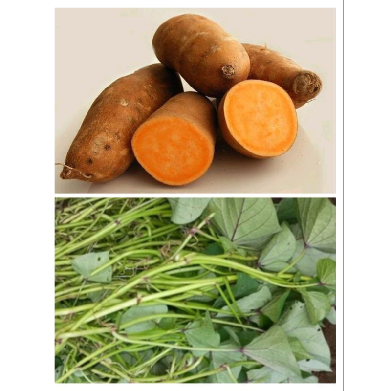 bibit ubi jalar kuning stek, ubi jalar kuning, stek siap tanam