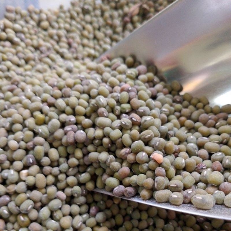 

KACANG HIJAU