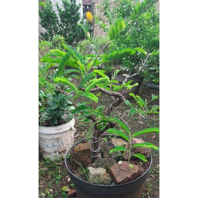 Bonsai Asem Jawa
