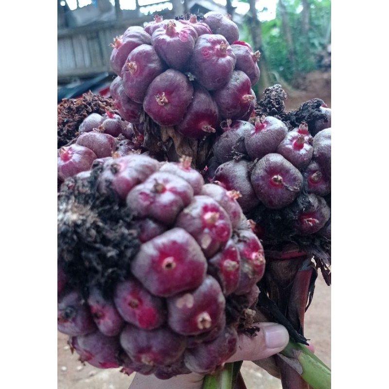 

Honje laka merah segar 1kg
