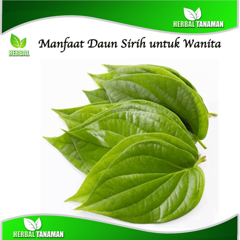 

Daun sirih khusus pucuk atau daun muda 500 gram