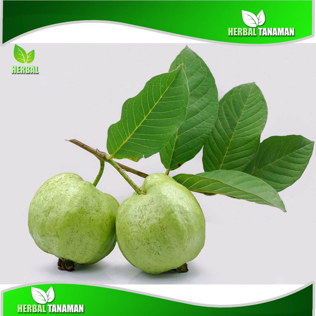 

Promo JUAL DAUN JAMBU BIJI SEGAR 500 Gram