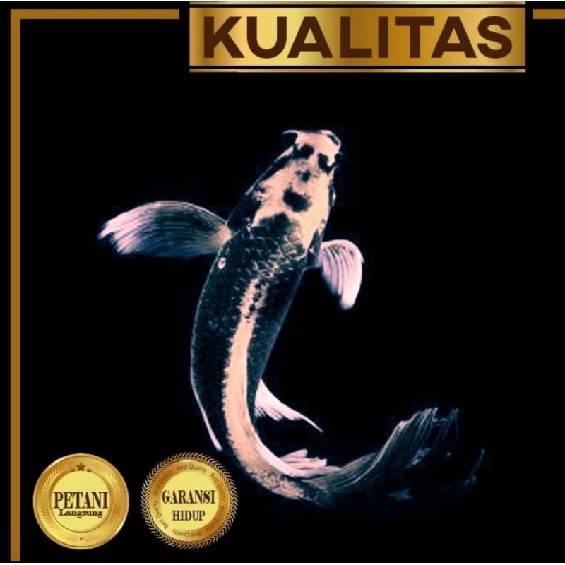 Baby Koi Kabuto Platinum Slayer Ikan Hias Kolam Aquarium Aquascape