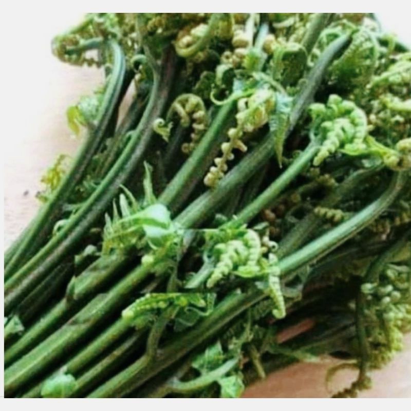 

pakis sayur segar