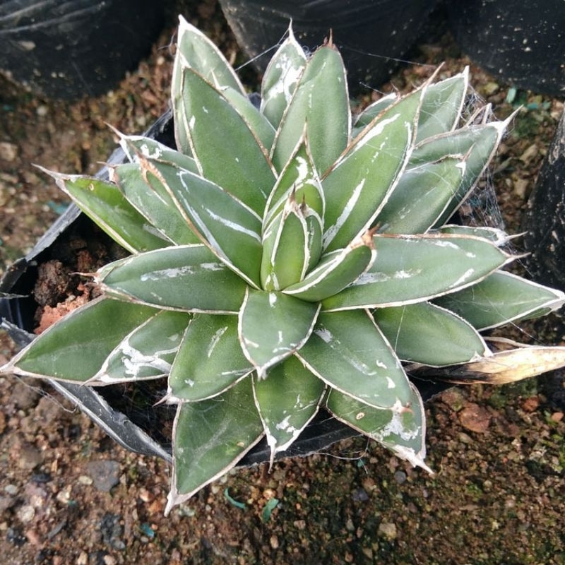 AGAVE VICTORIA REGINAE