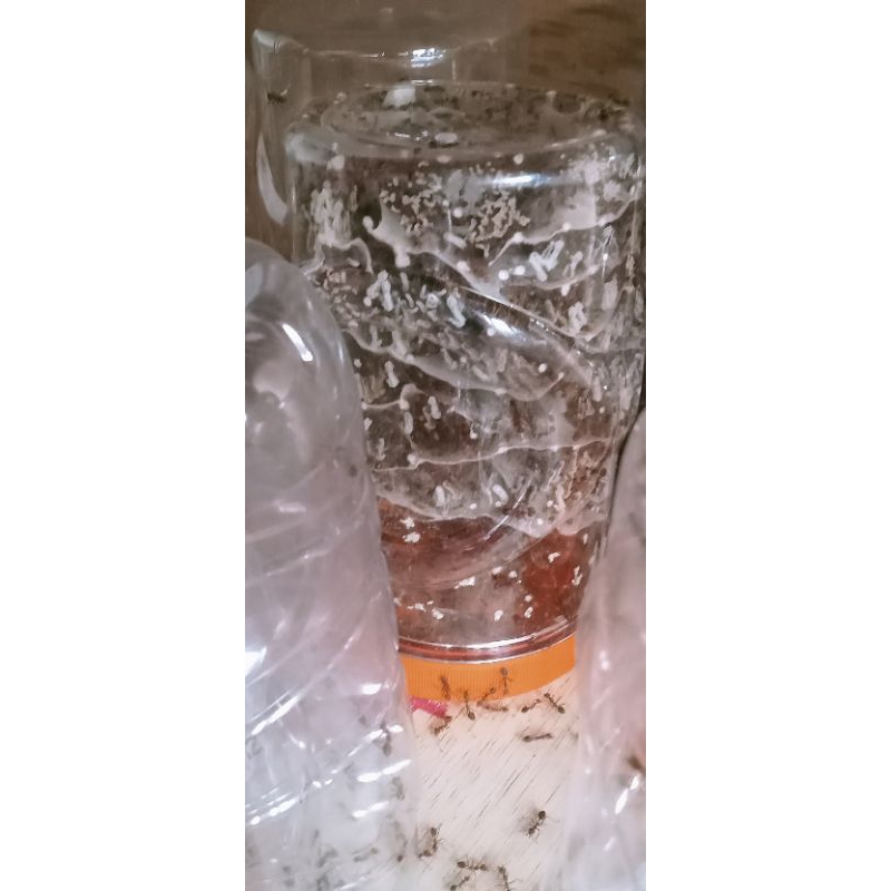 Bibit semut rangrang/kroto super murah siap ternak 1 toples