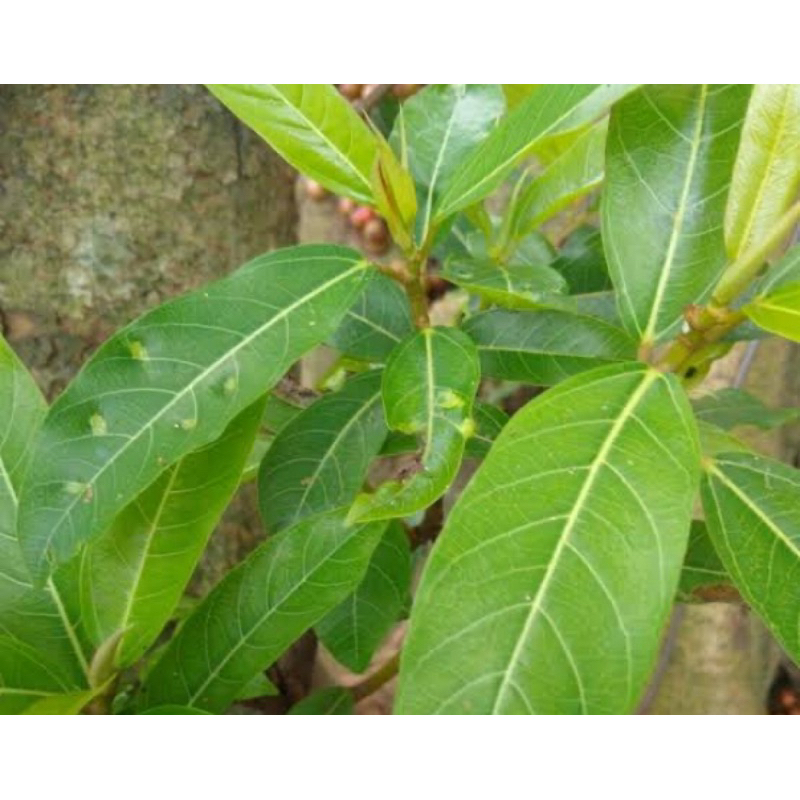 

Daun buah loa daun buah ara segar petik langsung 500 gram