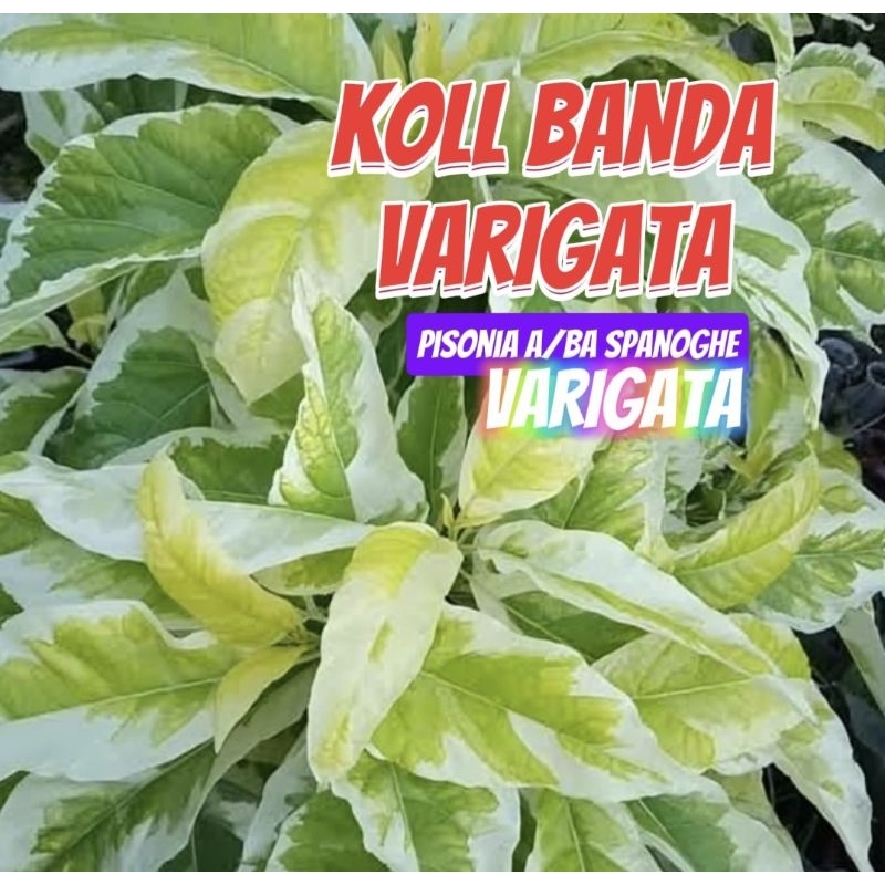 KOL BANDA VARIGATA TANAMAN HIAS INDAH KUNING NGEJRENG HIAS TAMAN LANDSCAPE TERAS INDOR OUTDOR BIBIT 