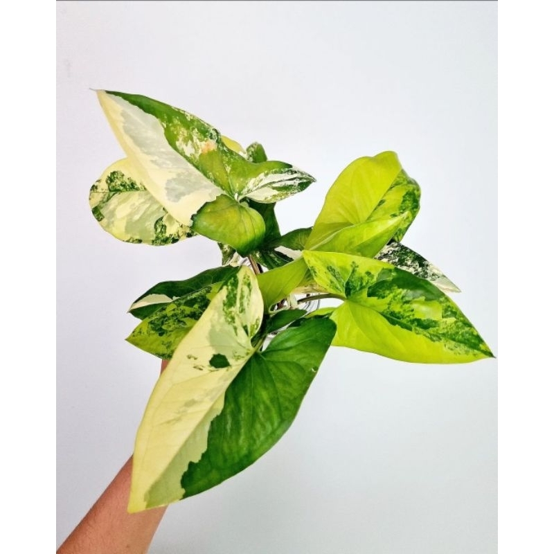 Syngonium Aurea-Tanaman Hias Syngonium Aurea Cantik Murah