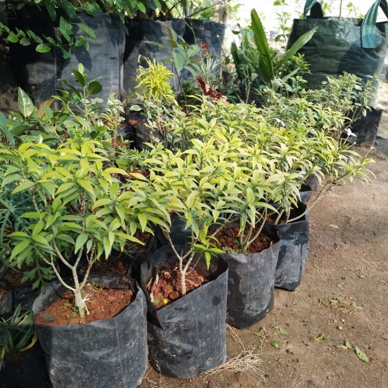 Tanaman hias sabrina gold / rombusa kuning bahan bonsai