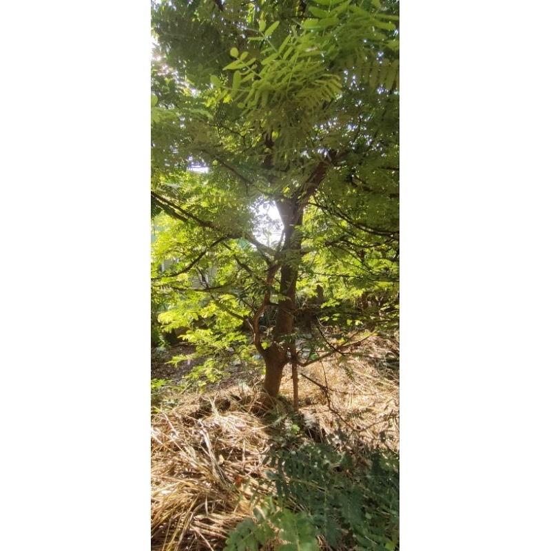 BahanBonsai AsemJawa