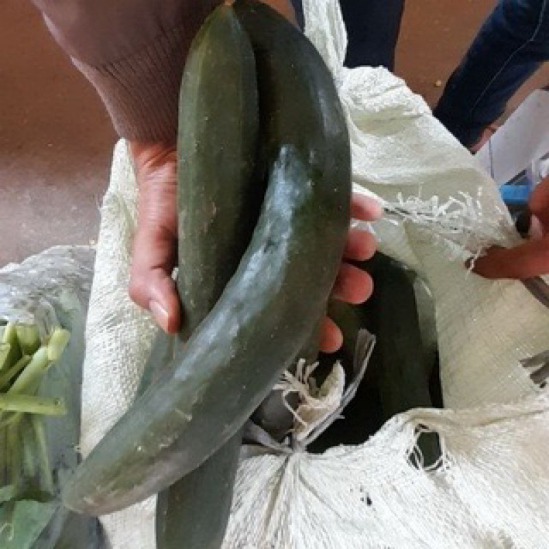 

kyuri atau timun jepang segar 1 kg