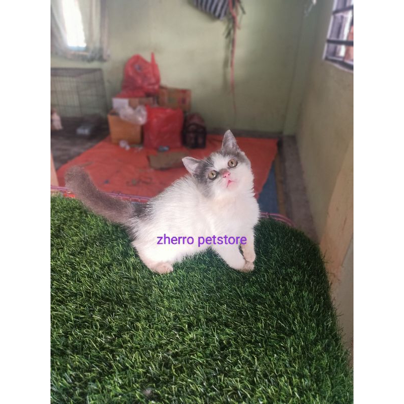 kucing persia himalaya ragdol