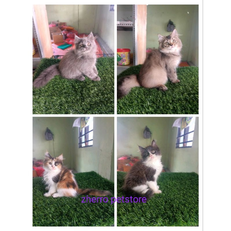 kucing persia himalaya ragdol