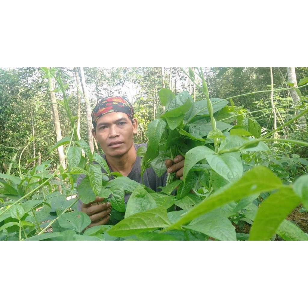 

DAUN LEMBAYUNG SEGAR HARGA PER LEMBAR