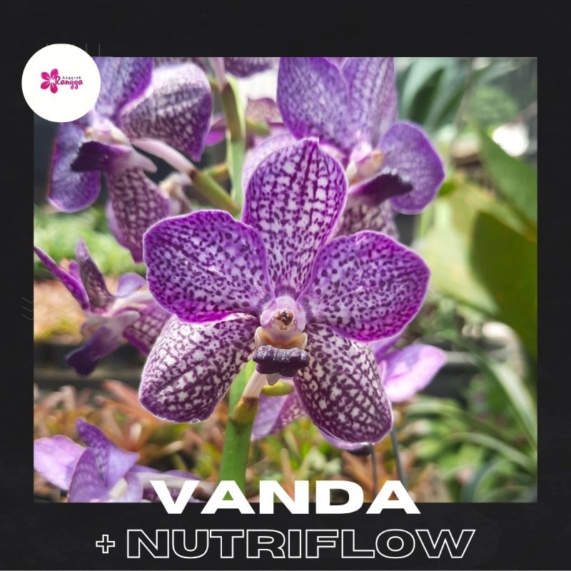 VANDA JUMBO