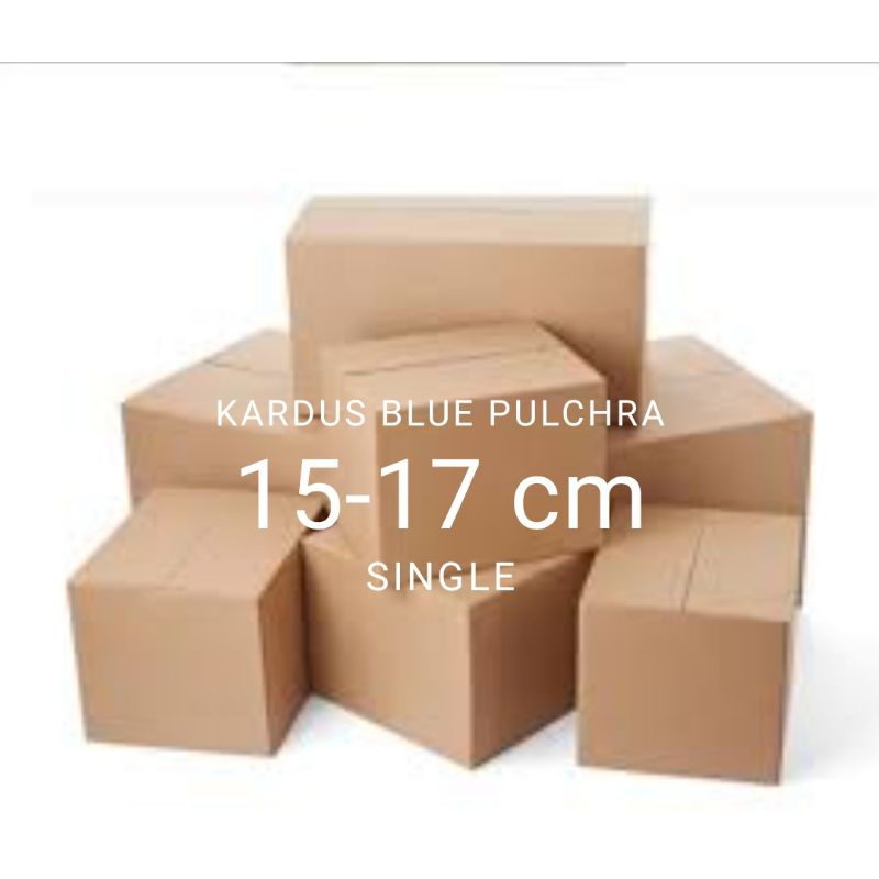 

Kardus Blue Pulchra//Blue pulchra