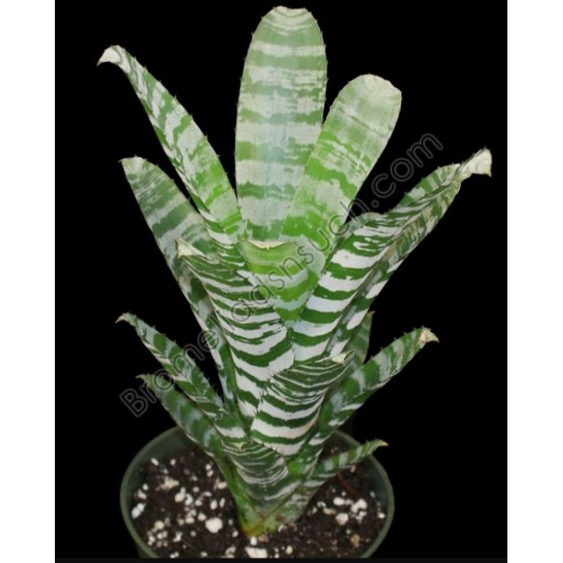 Bibit Tanaman Hias Bromelia Tokek