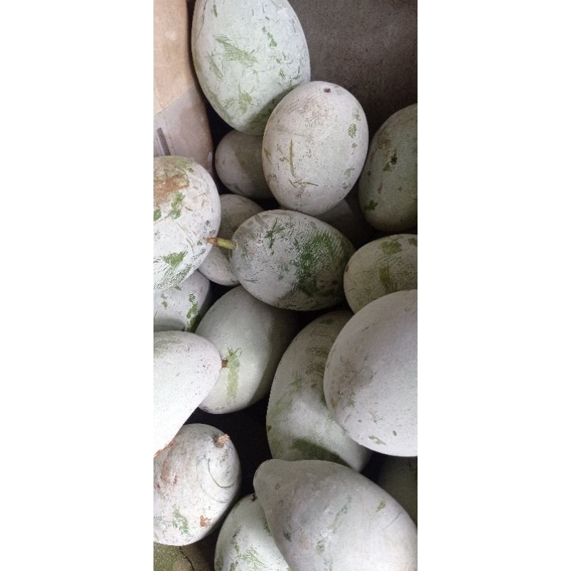 

Buah Bligo / Kundur