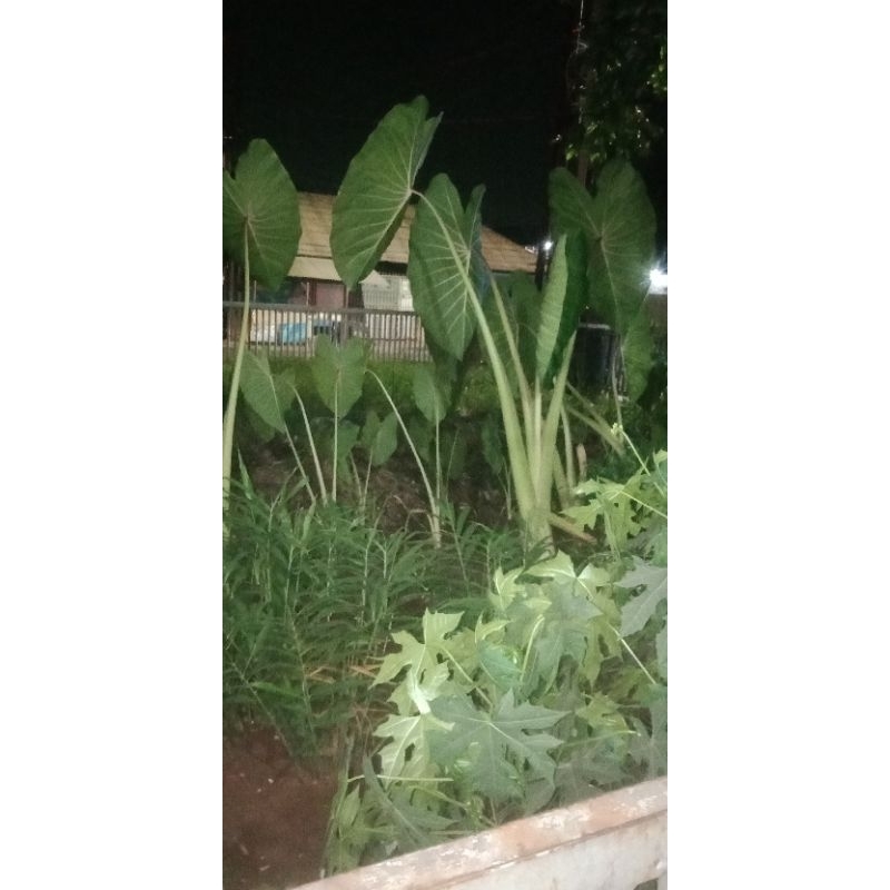 Talas pratama3,Talas p3,talas ungu (jumbo isi 5 )