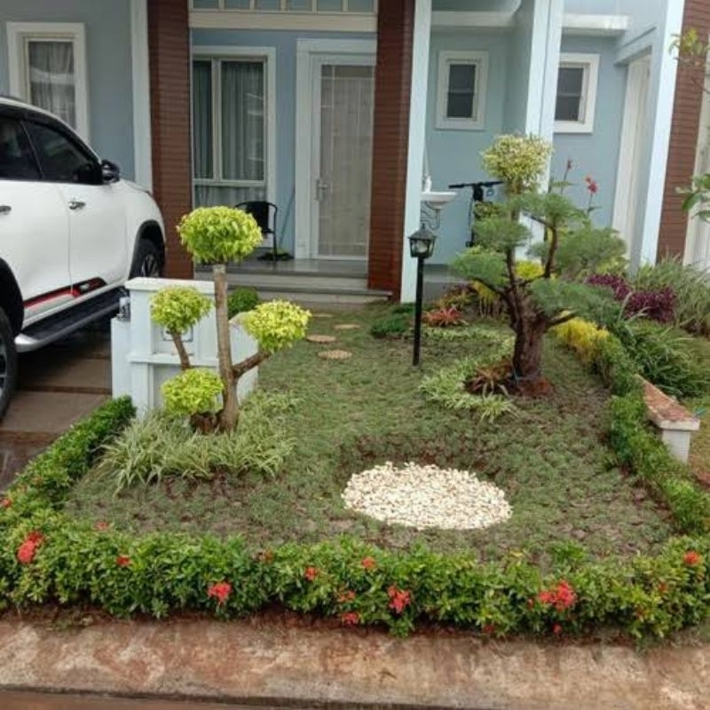 rumput jepang 1 meter ²