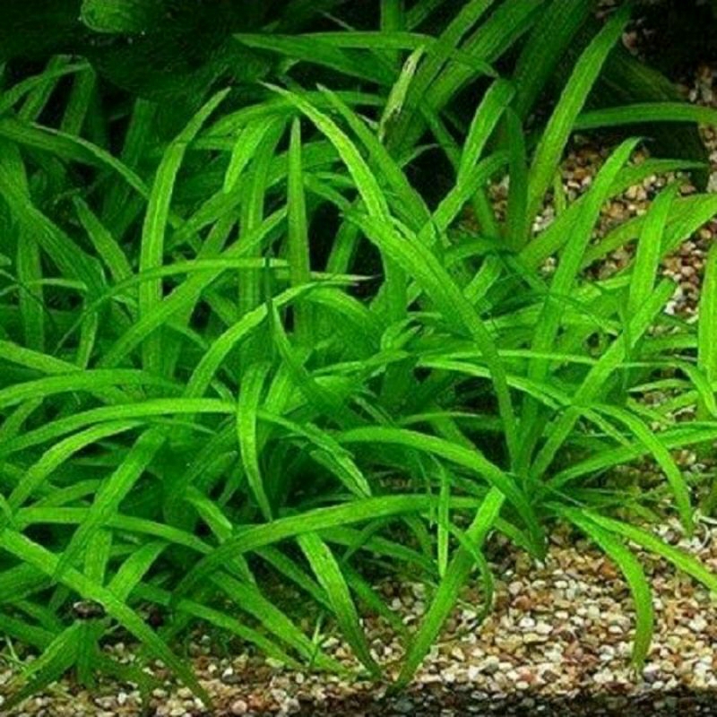 Sagitaria Subulata dwarf - tanaman aquascape murah