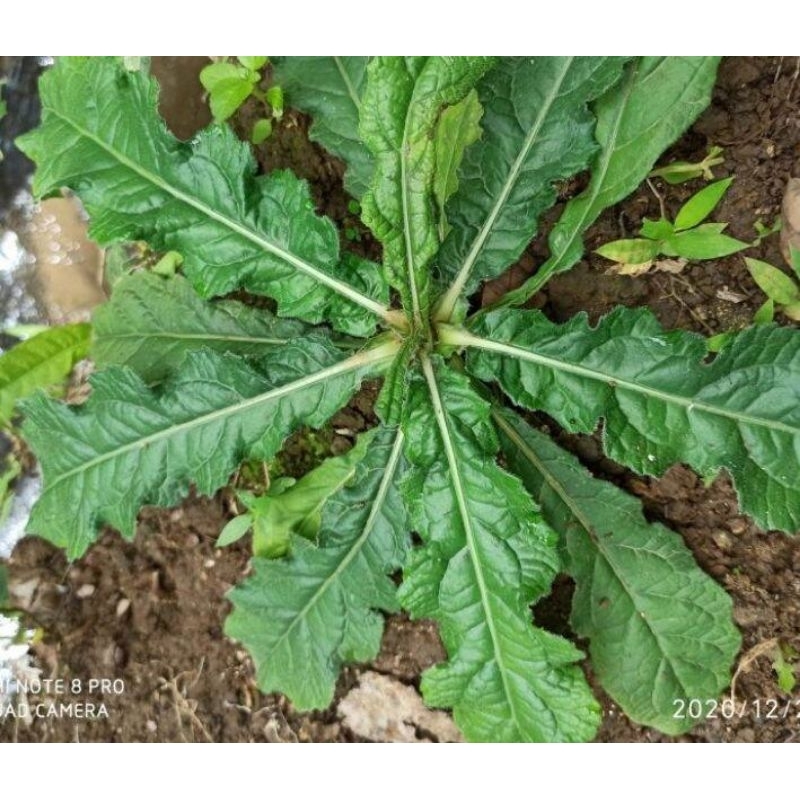 

Tapak liman Daun dan akar, kering dan segar 100 gram