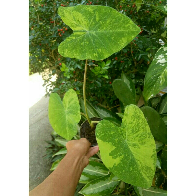 (Ukuran Kecil) Bibit Colocasia Midori Sour Ori Import