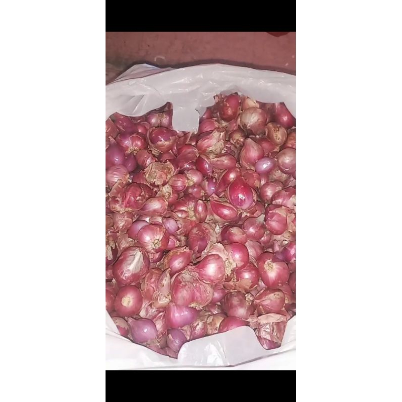 

bawang merah murah besar