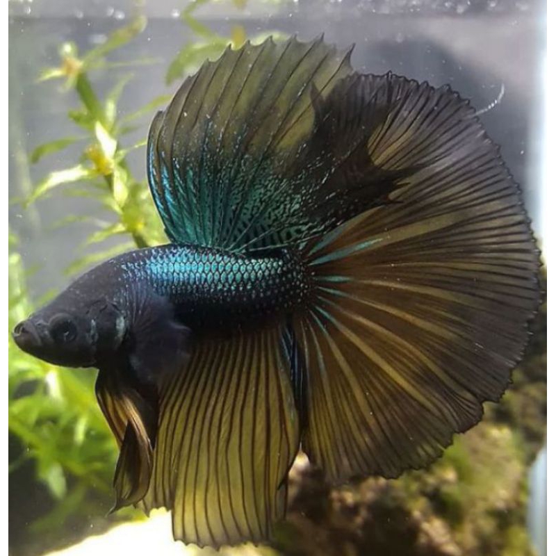 Ikan Cupang Halfmoon Rosetaile Warna Mustard Gas Yellow Green Ukuran L+ Top Grade