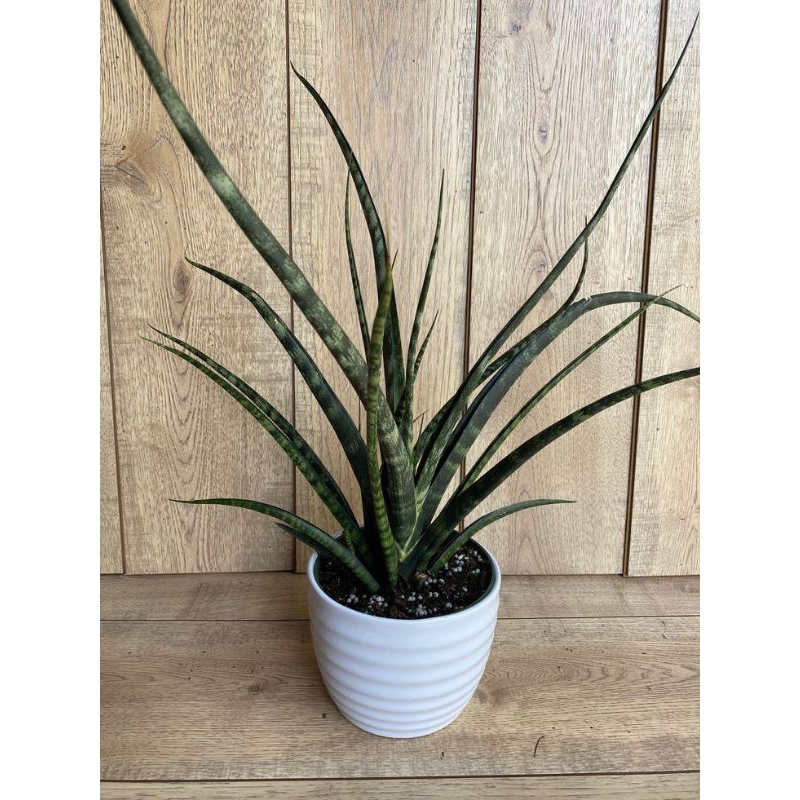 Sansevieria Fernwood - taman dekorasi