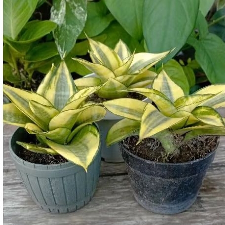 Sansevieria Golden Hahnii Philippine Sansivera Golden Honey Philipin